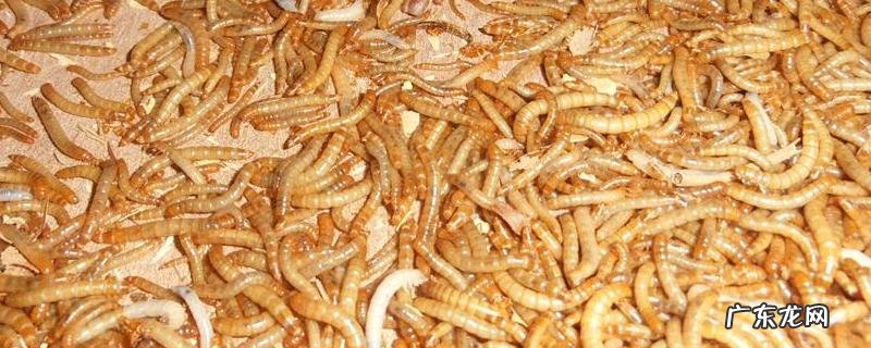 黑粉虫和黄粉虫的区别，幼虫、成虫、分布和生性都不同