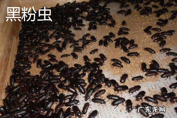黑粉虫和黄粉虫的区别，幼虫、成虫、分布和生性都不同