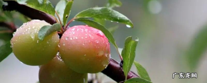 西梅和李子有啥区别