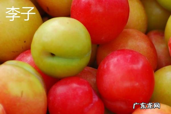 西梅和李子有啥区别