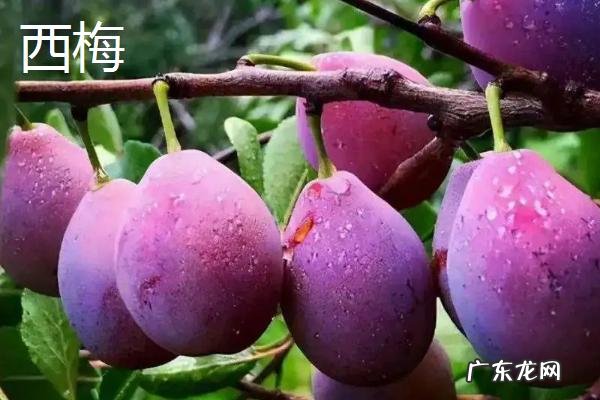 西梅和李子有啥区别