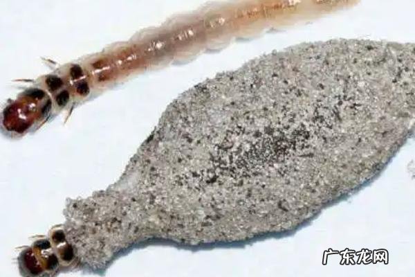 衣蛾幼虫对人有危害吗