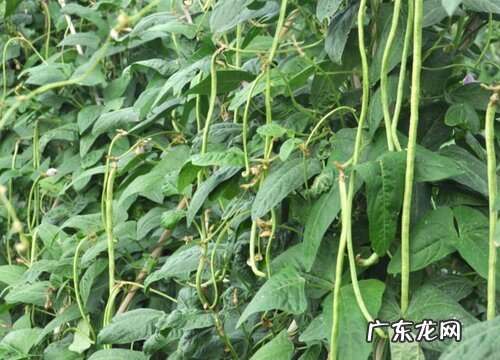 豇豆的施肥料时间及技术要点 豇豆怎样施肥产量高