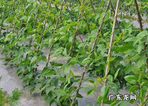 豇豆的施肥料时间及技术要点 豇豆怎样施肥产量高