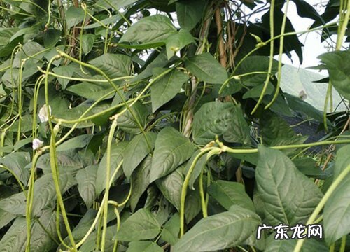 豇豆的施肥料时间及技术要点 豇豆怎样施肥产量高