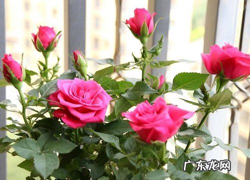 月季喜阴还是喜阳