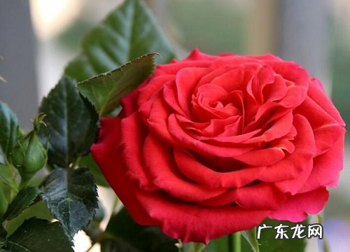 月季喜阴还是喜阳