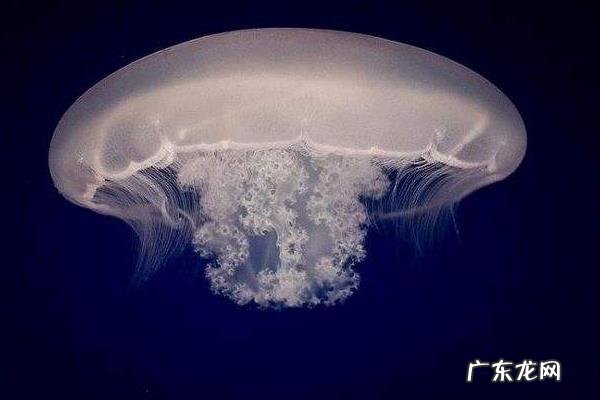 灯塔水母寿命,灯塔水母为什么不死