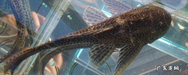 清道夫品种大全，分别介绍不同种类