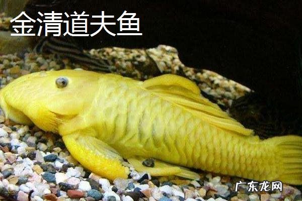 清道夫品种大全，分别介绍不同种类