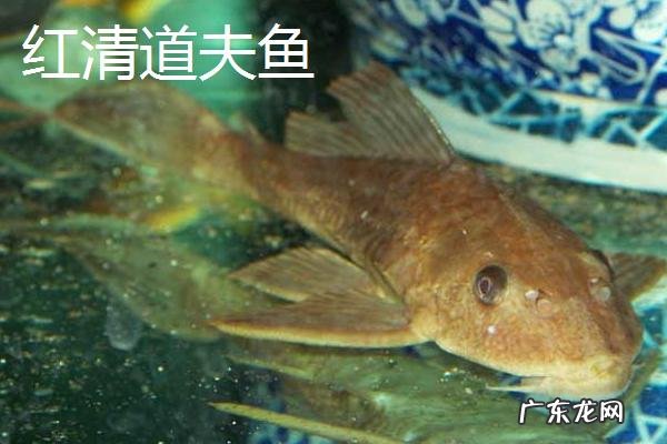 清道夫品种大全，分别介绍不同种类