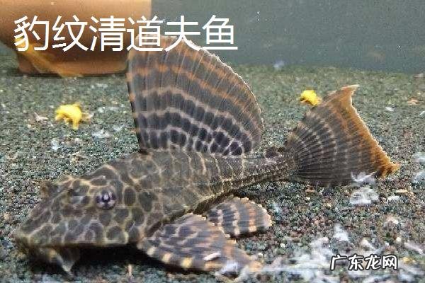 清道夫品种大全，分别介绍不同种类