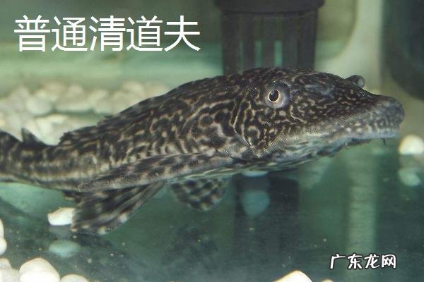 清道夫品种大全，分别介绍不同种类