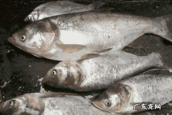 鲢鱼的种类及区别,主要为白鲢鱼、花鲢鱼及长丰鲢鱼