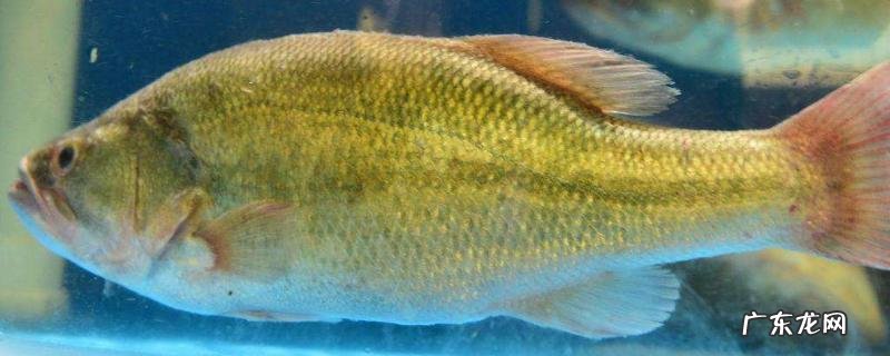 鲢鱼的种类及区别,主要为白鲢鱼、花鲢鱼及长丰鲢鱼