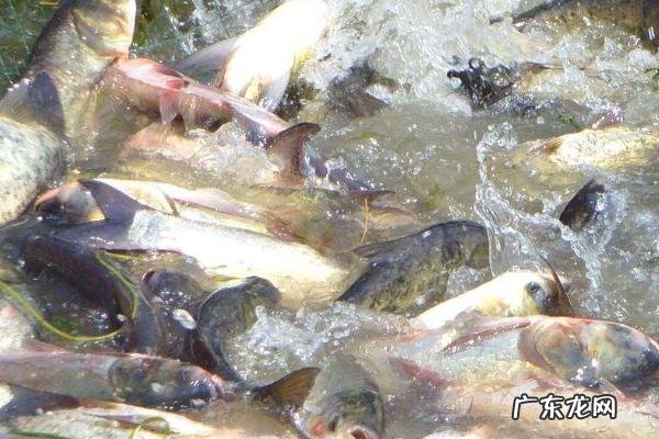 鲢鱼的种类及区别,主要为白鲢鱼、花鲢鱼及长丰鲢鱼