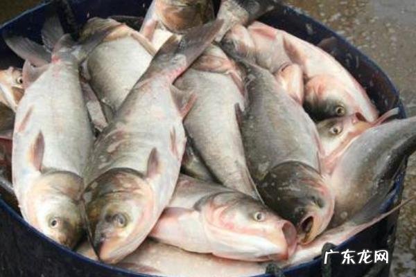 鲢鱼的种类及区别,主要为白鲢鱼、花鲢鱼及长丰鲢鱼