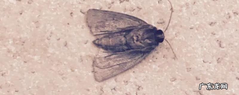 衣蛾幼虫的窝怎么找