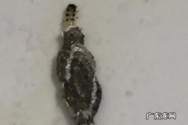 衣蛾幼虫的窝怎么找