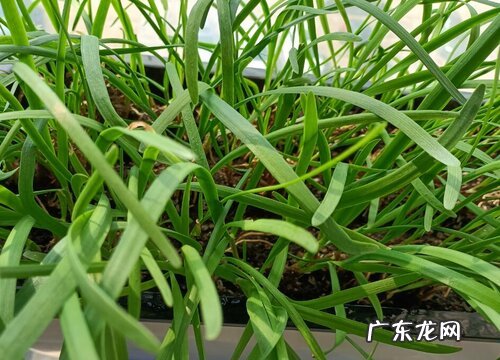 韭菜枯萎黄叶防治措施 韭菜黄叶是什么原因引起的