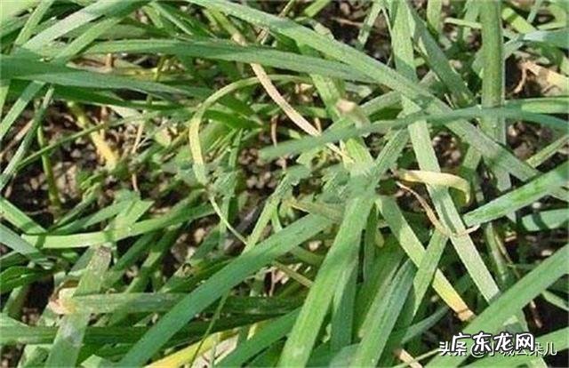 韭菜枯萎黄叶防治措施 韭菜黄叶是什么原因引起的
