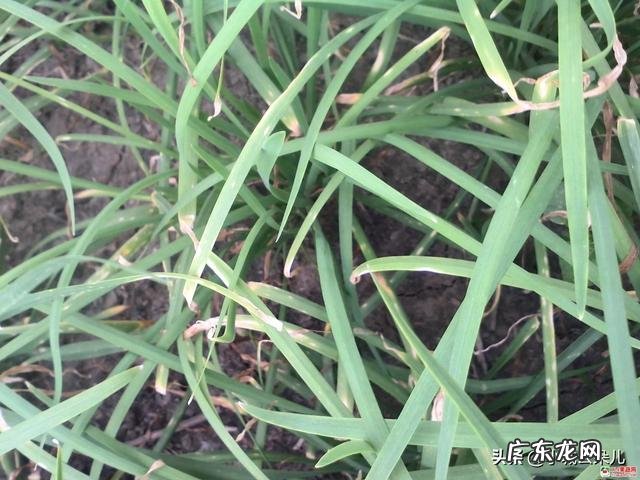 韭菜枯萎黄叶防治措施 韭菜黄叶是什么原因引起的