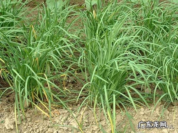 韭菜枯萎黄叶防治措施 韭菜黄叶是什么原因引起的