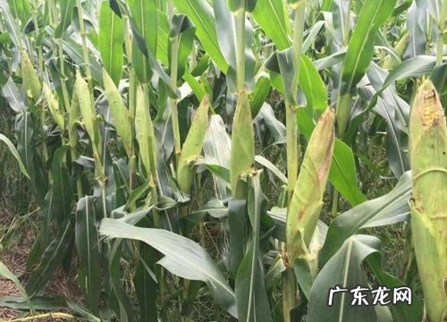 夏播玉米种植技术及注意事项 夏玉米高产栽培技术要点