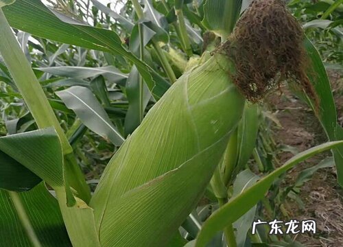 夏播玉米种植技术及注意事项 夏玉米高产栽培技术要点
