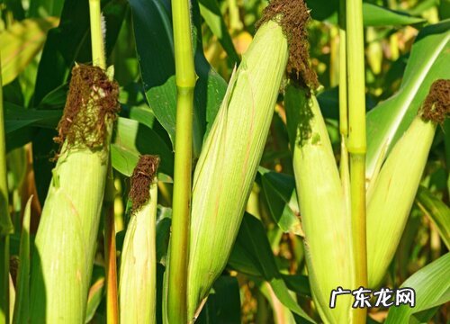 夏播玉米种植技术及注意事项 夏玉米高产栽培技术要点
