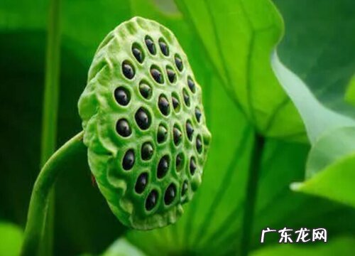 蓬是什么植物类别