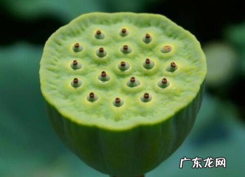 蓬是什么植物类别