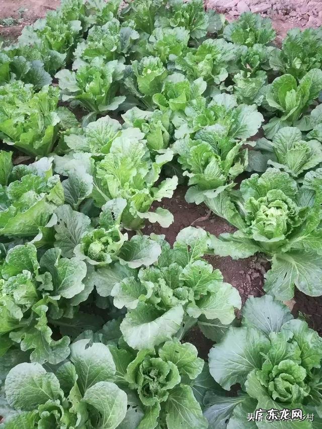 白菜到什么时候停止生长 大白菜在多少温度就不长了