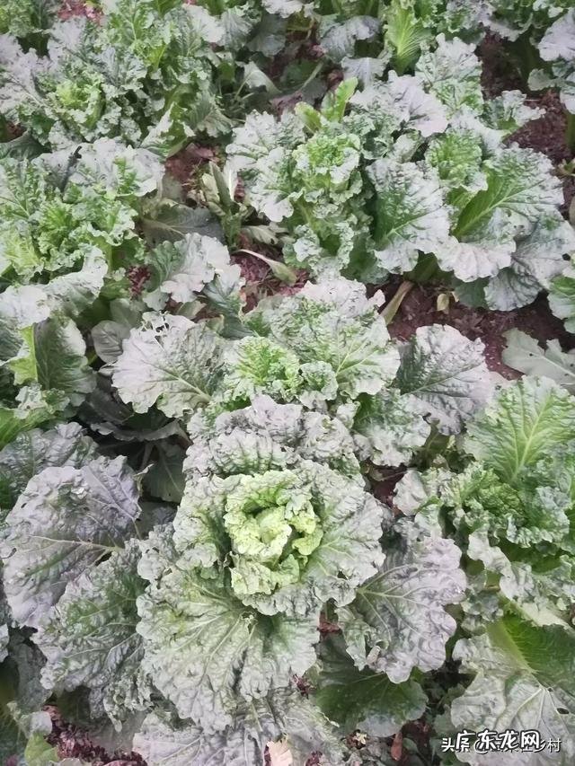 白菜到什么时候停止生长 大白菜在多少温度就不长了