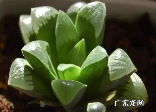 康平寿叶子蔫了怎么办