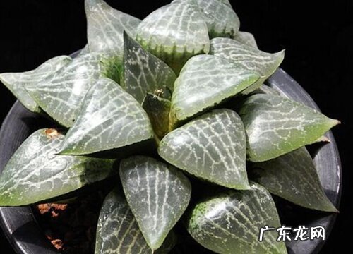 康平寿叶子蔫了怎么办