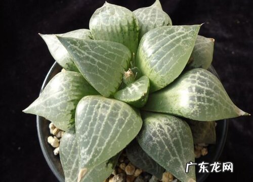 康平寿叶子蔫了怎么办