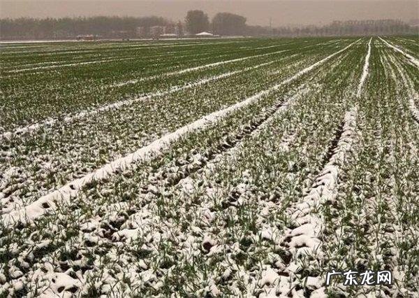 现在有缺苗断垄的麦田补种时间 小麦缺苗断垄怎么办