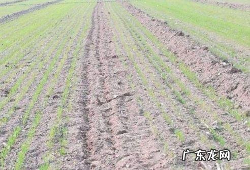 现在有缺苗断垄的麦田补种时间 小麦缺苗断垄怎么办