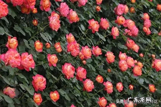 哪一款爬藤月季最好养最美 爬藤月季哪个品种最好看