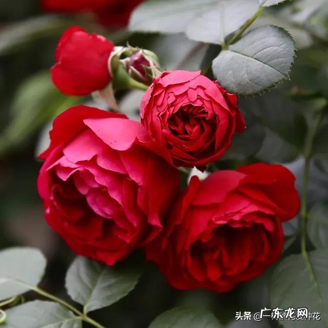 哪一款爬藤月季最好养最美 爬藤月季哪个品种最好看