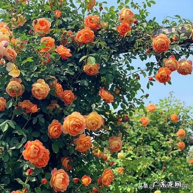 哪一款爬藤月季最好养最美 爬藤月季哪个品种最好看
