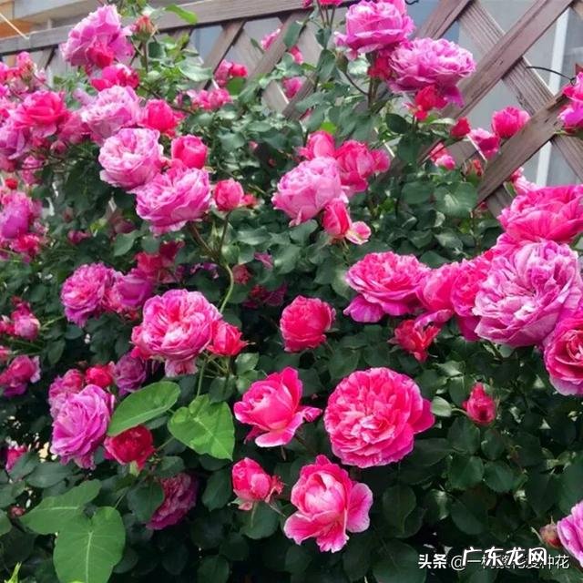哪一款爬藤月季最好养最美 爬藤月季哪个品种最好看