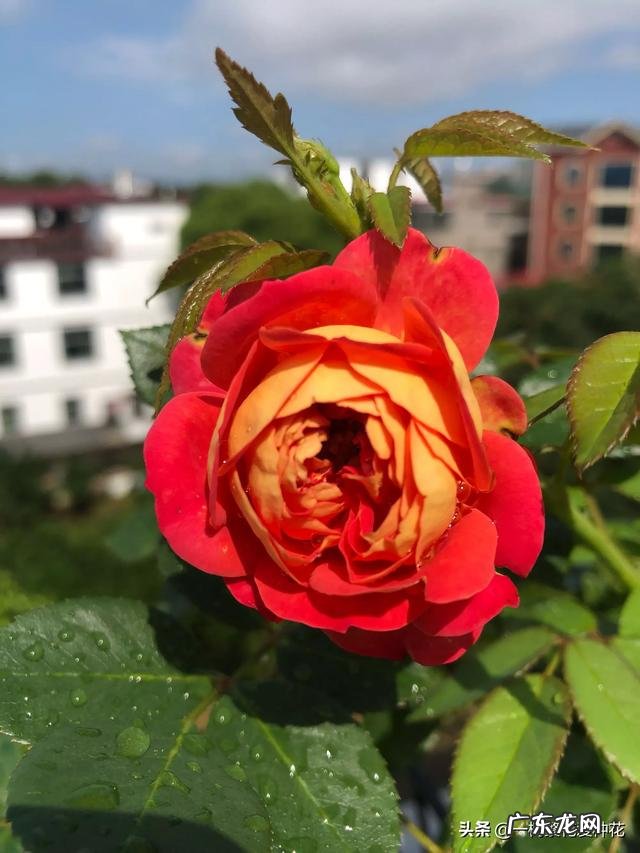 哪一款爬藤月季最好养最美 爬藤月季哪个品种最好看