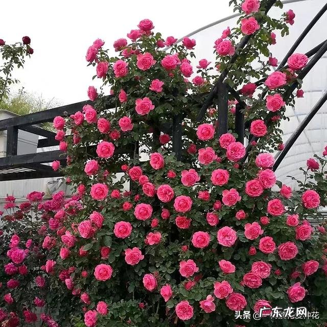 哪一款爬藤月季最好养最美 爬藤月季哪个品种最好看