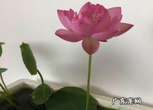 喷施磷酸二氢钾注意事项 磷酸二氢钾为什么不能频繁喷