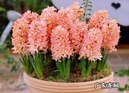 喷施磷酸二氢钾注意事项 磷酸二氢钾为什么不能频繁喷