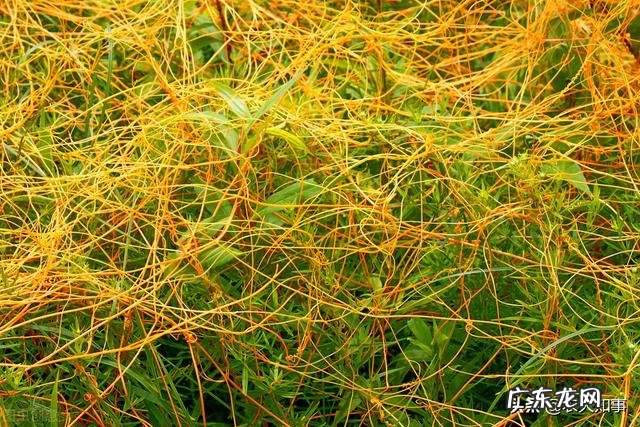 黄豆地里菟丝子清除掉方法 大豆田里的菟丝子怎么去除