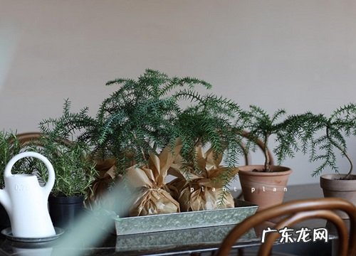 澳洲杉怎么修剪方法