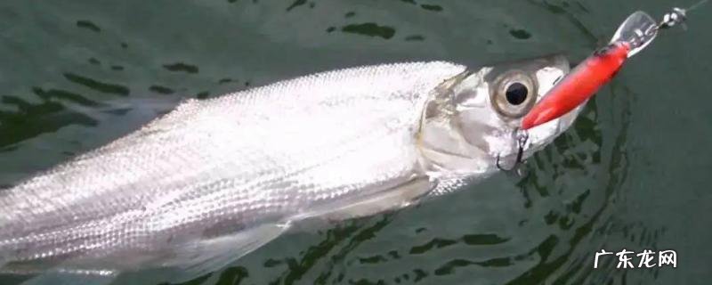 翘嘴鱼苗一年能长多大